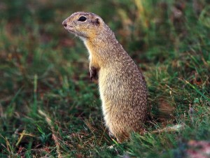 Citellus Citellus Tarla Sincapları Erzincan iniş pistinde Citellus Citellus Tarla Sincapları Erzincan iniş pistinde